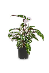 Calathea Fusion White