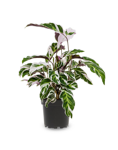 Calathea