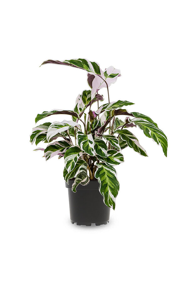 Calathea Fusion White