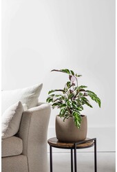 Calathea Fusion White