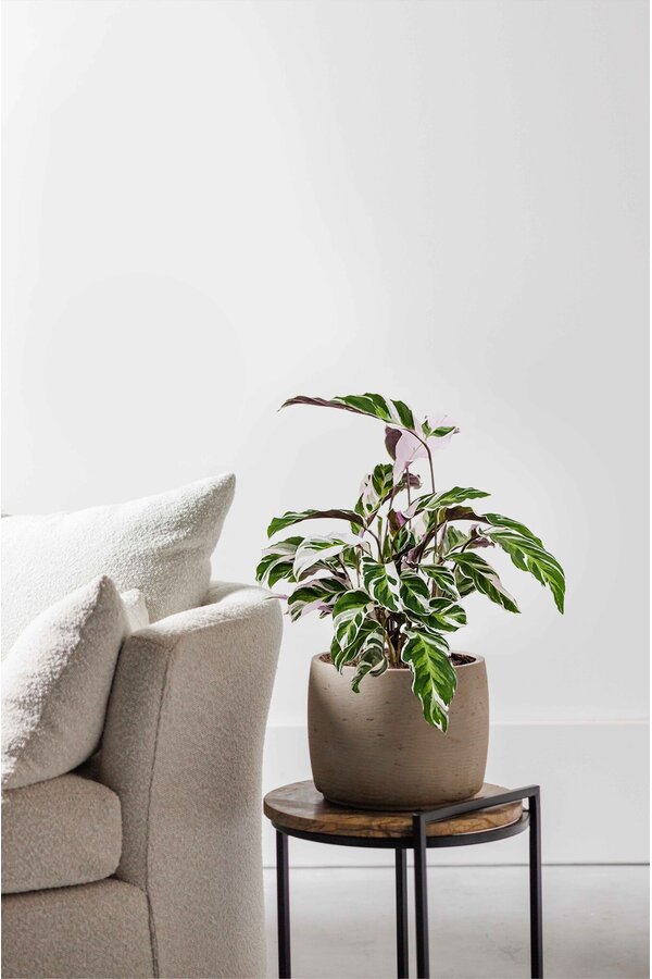 Calathea Fusion White