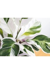Calathea Fusion White