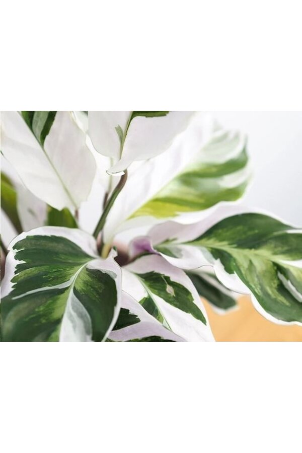 Calathea Fusion White