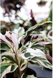 Calathea Fusion White