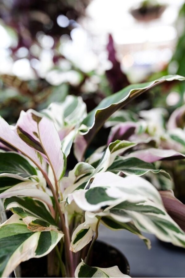 Calathea Fusion White