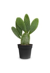Opuntia Indica