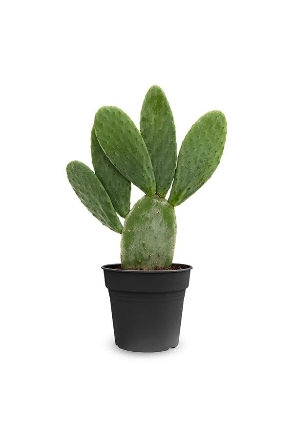 Opuntia Indica