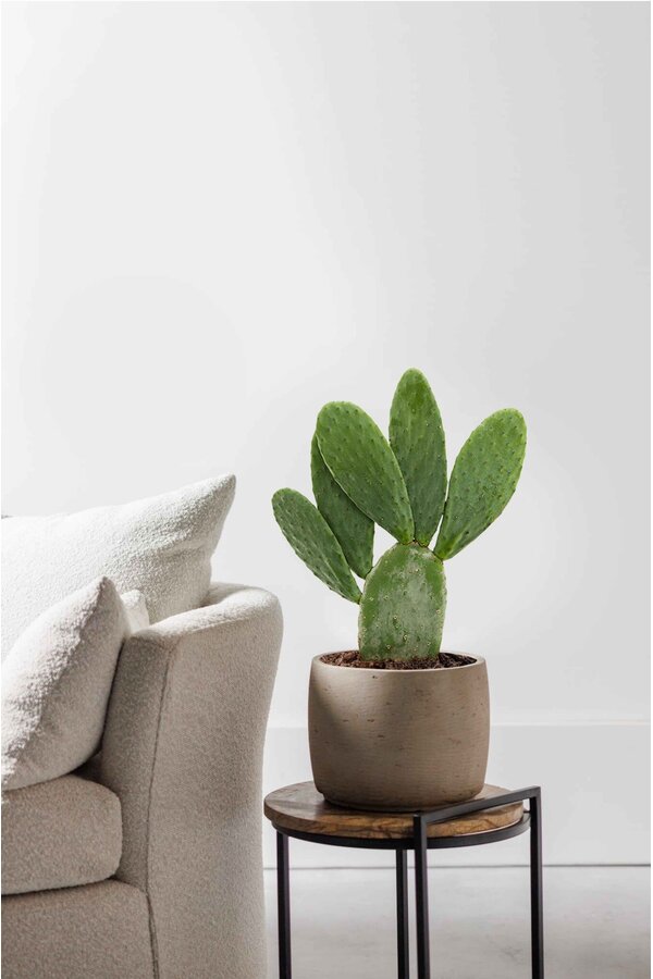 Opuntia Indica