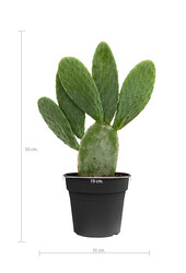 Opuntia Indica