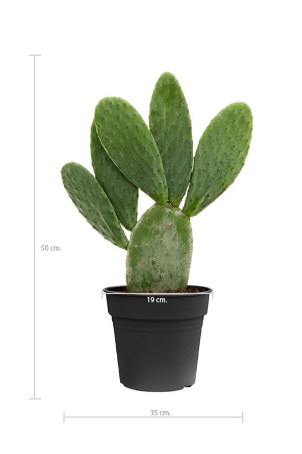 Opuntia Indica