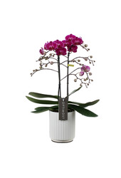 Orchidea Optimost Morelia Molise biała