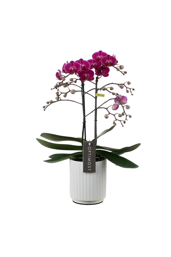 Orchidea Optimost Morelia Molise biała