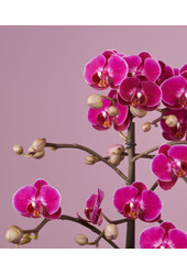 Orchidea Optimost Morelia Molise biała