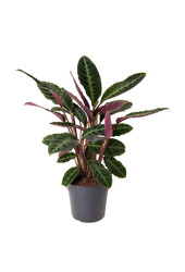 Calathea Warscewiczii