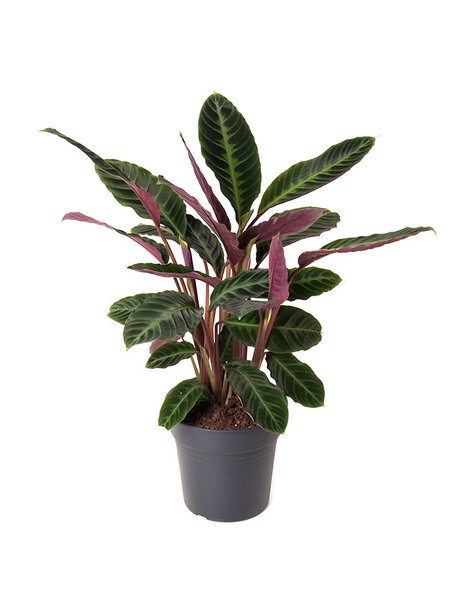 Calathea
