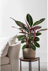 Calathea Warscewiczii