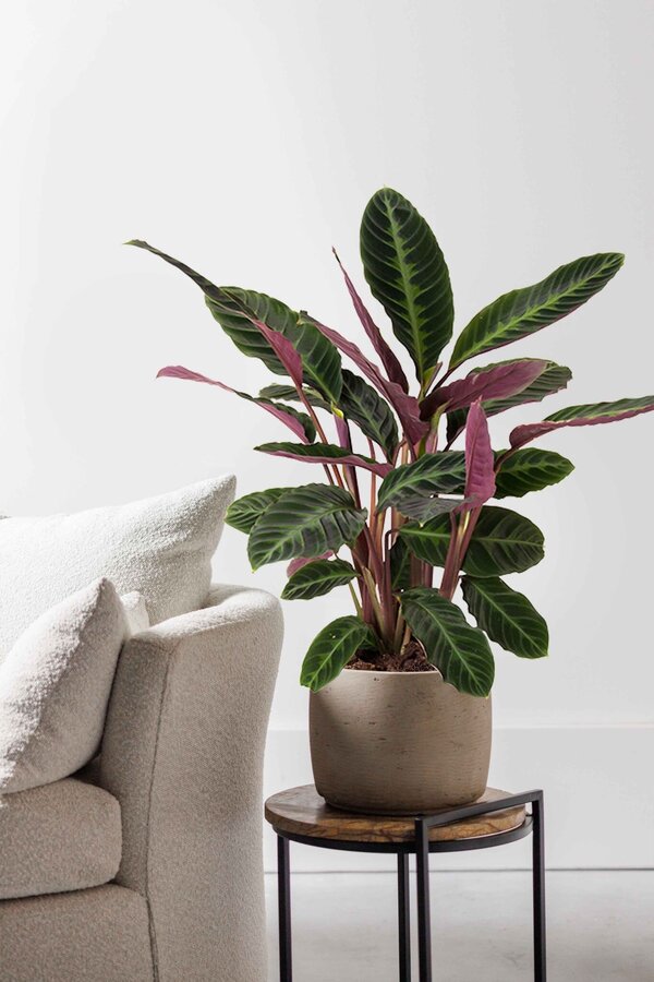 Calathea Warscewiczii