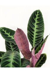 Calathea Warscewiczii
