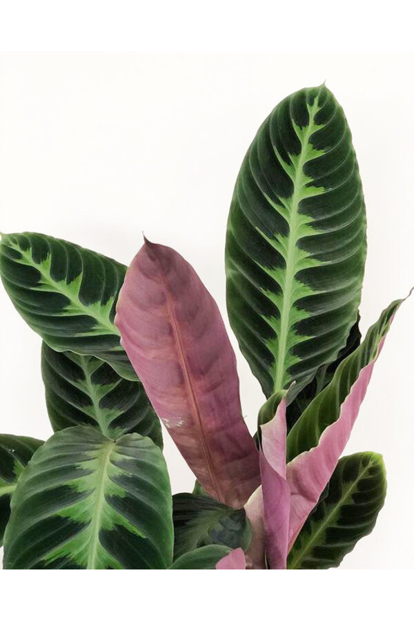 Calathea Warscewiczii
