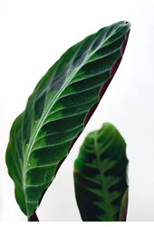 Calathea Warscewiczii