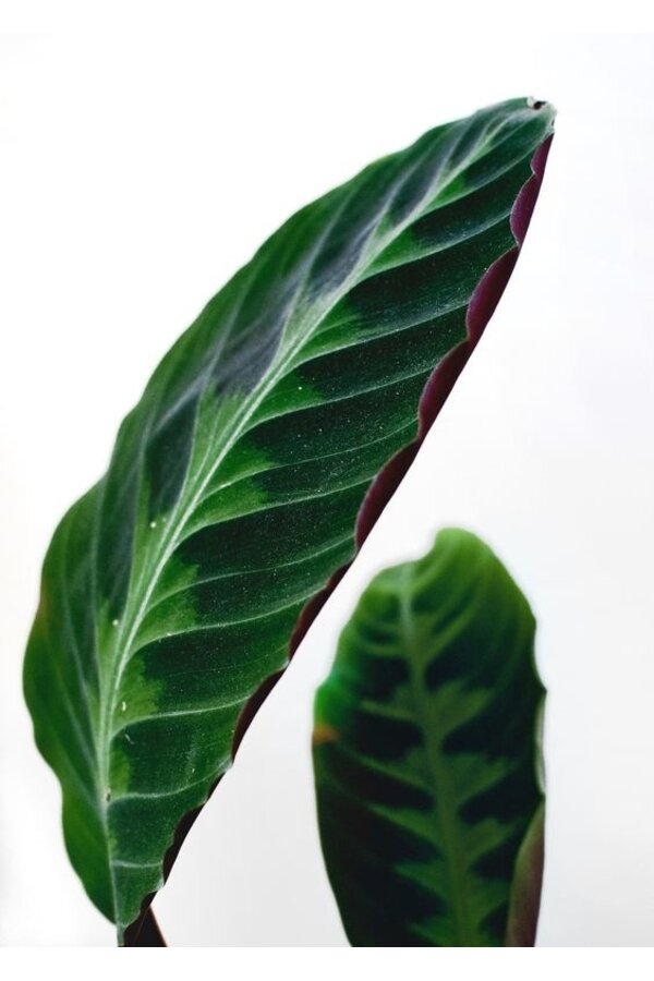 Calathea Warscewiczii