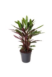 Calathea Rufibarba M