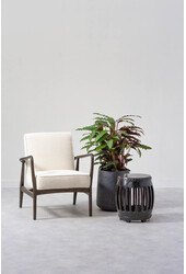 Calathea Rufibarba M