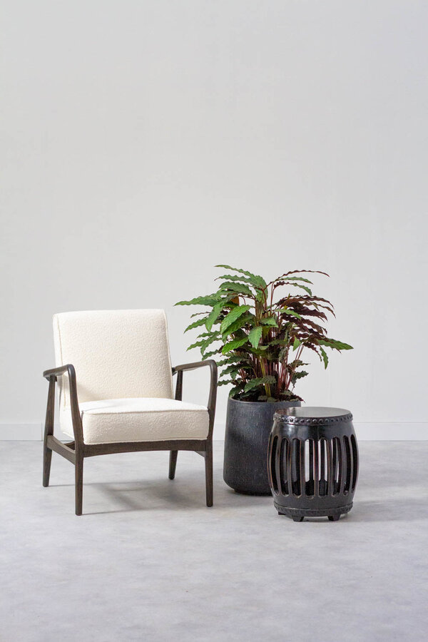 Calathea Rufibarba M