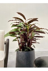 Calathea Rufibarba M