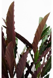 Calathea Rufibarba M