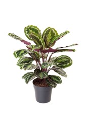 Calathea Medaillon M
