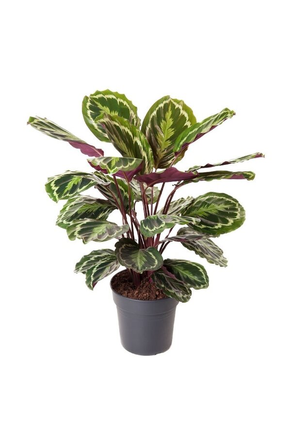 Calathea Medaillon M