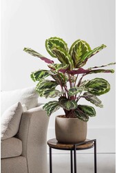 Calathea Medaillon M