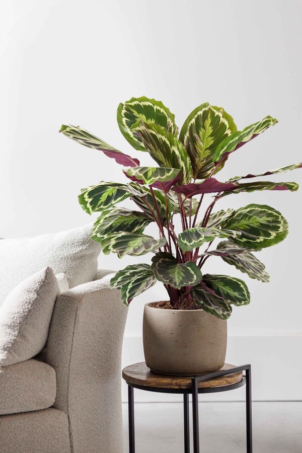 Calathea Medaillon M