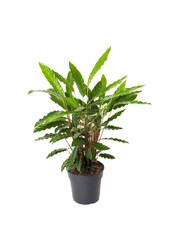 Calathea Elgergrass M