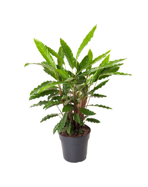 Calathea