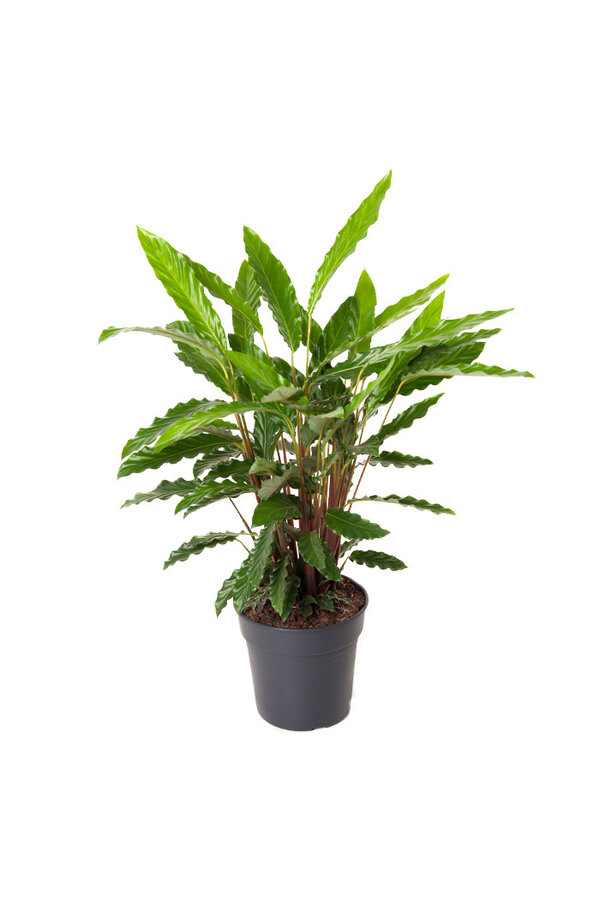 Calathea Elgergrass M