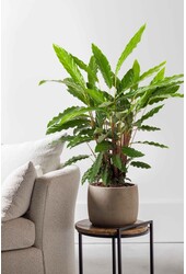 Calathea Elgergrass M