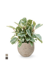 Ficus Elastica Tineke w Mini kevan
