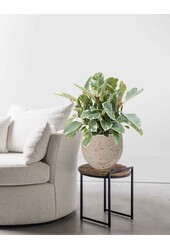Ficus Elastica Tineke w Mini kevan