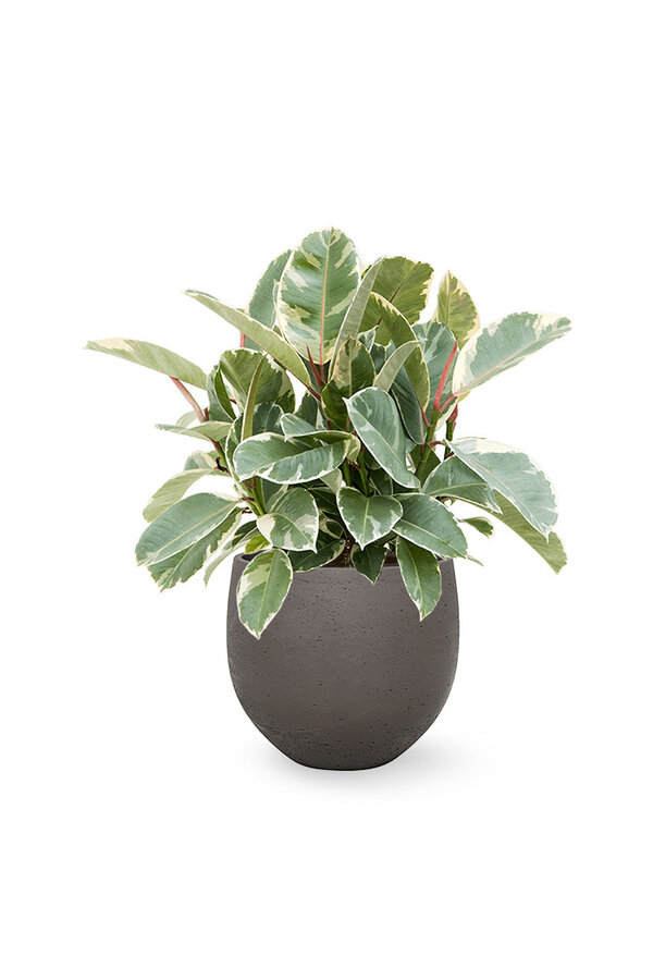 Ficus Elastica Tineke w Mini kevan