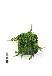 Aeschynanthus Rasta w Patt washed