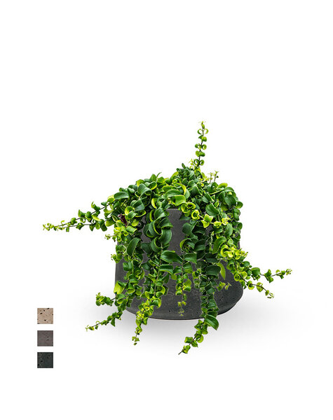 Ceramika | Aeschynanthus