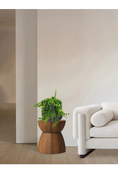 Aeschynanthus Rasta w doniczce washed