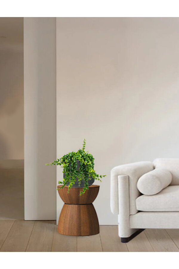 Aeschynanthus Rasta w doniczce washed