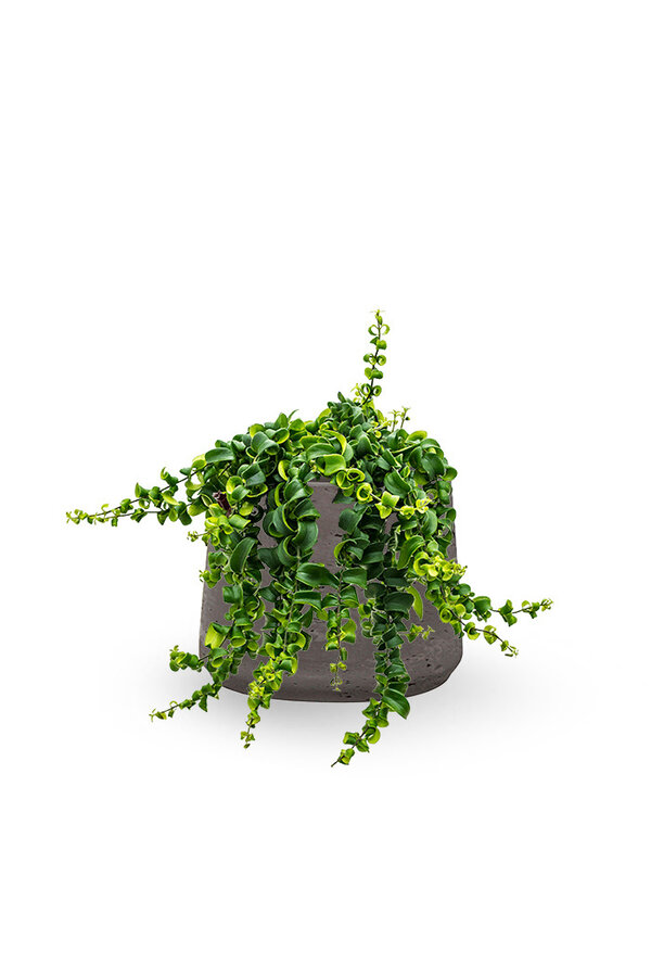 Aeschynanthus Rasta w Patt washed