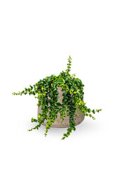 Aeschynanthus Rasta w doniczce washed