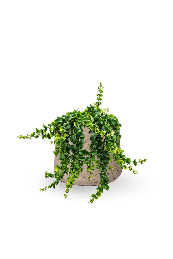 Aeschynanthus Rasta w doniczce washed