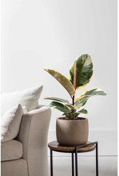 Ficus Elastica Tineke S