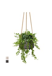 Hedera w Doniczce Patt